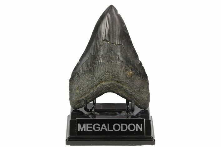 Fossil Megalodon Tooth - South Carolina #121420